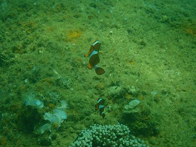 P3100596.jpg
